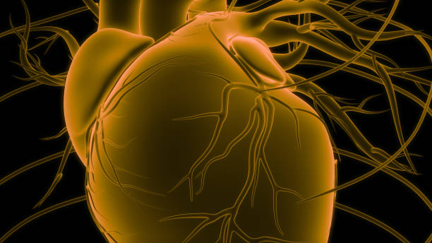 istock Human Circulatory System Heart Anatomy 2163929075