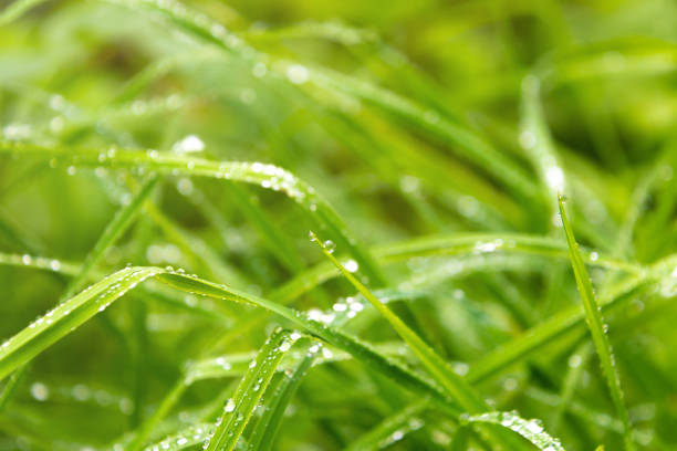 Water drops on green grass. Morning dew. Rainy morning. Natural background.
