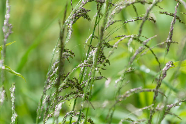 Tamarix Tetrandra plant with water drops on it. Natural spring background.