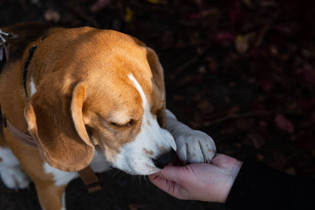 istock Cute beagle puppy running on grass 2163931641
