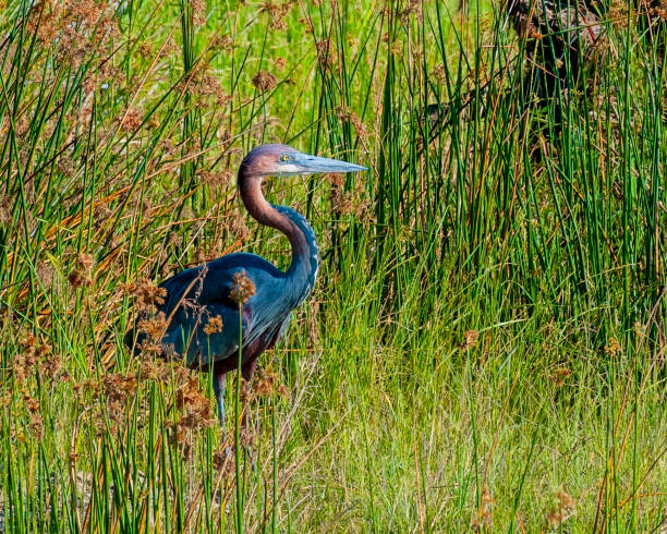 istock Goliath Heron Standing in Tall Grass 2163932746