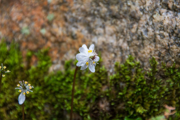 istock Lone Blossom by the Rock 2163932966