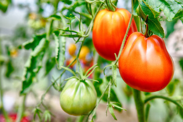 Red ripe tomatoes on a bush