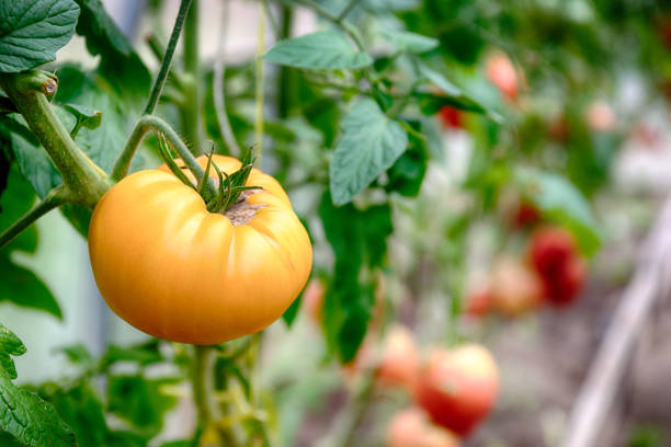 Ripe yellow tomato on a bush in a greenhouse