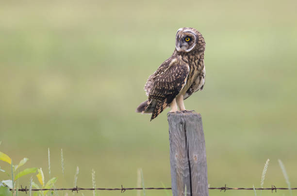 istock A short-eared owl atop a fence post 2163934090