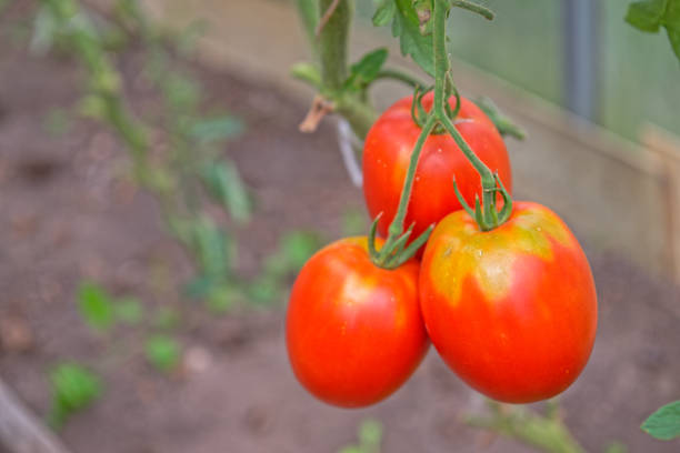 istock Red ripe tomatoes on a bush 2163934099