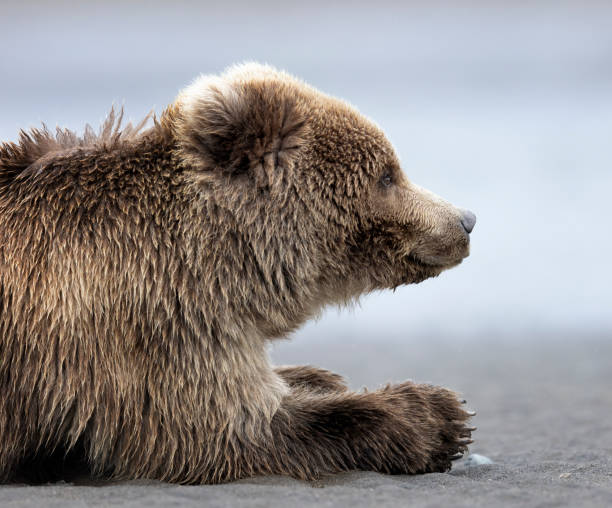 istock A coastal brown bear cub laying on a beach 2163934135