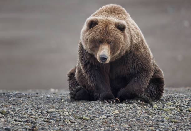 istock A brown bear watches a stream from the bank 2163934235
