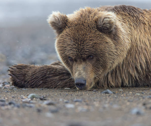 istock A coastal brown bear cub laying on the beach 2163934403
