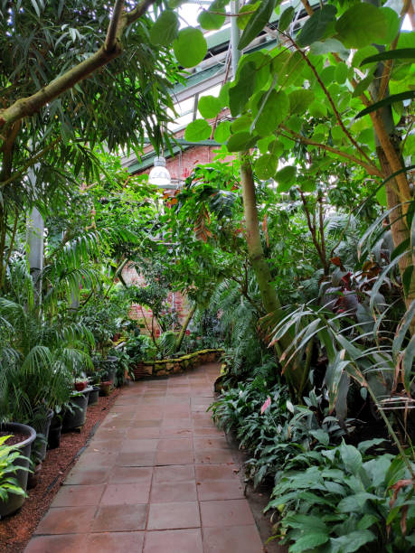 istock Paved path in the greenhouse with tropical plants 2163934477