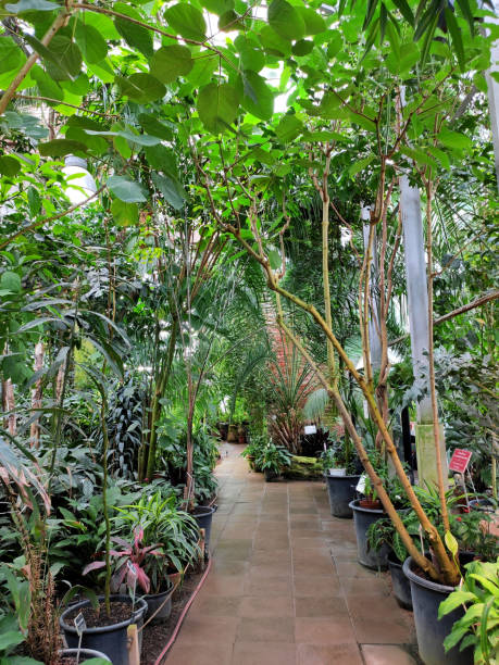 istock Paved path in the greenhouse with tropical plants 2163934487