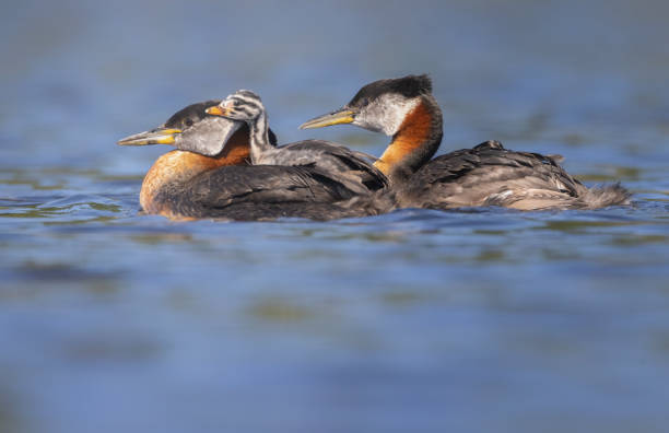 A pair of red-necked grebes swimming their chick riding on one of the parent's back