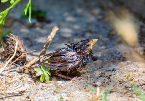 Common sparrow wet in the floor, summer time, a good time for a shower.
