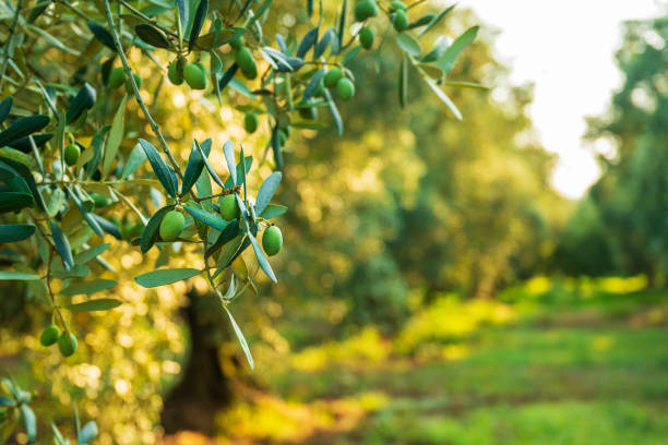 istock Green olives in olive tree before harvest. 2163934929