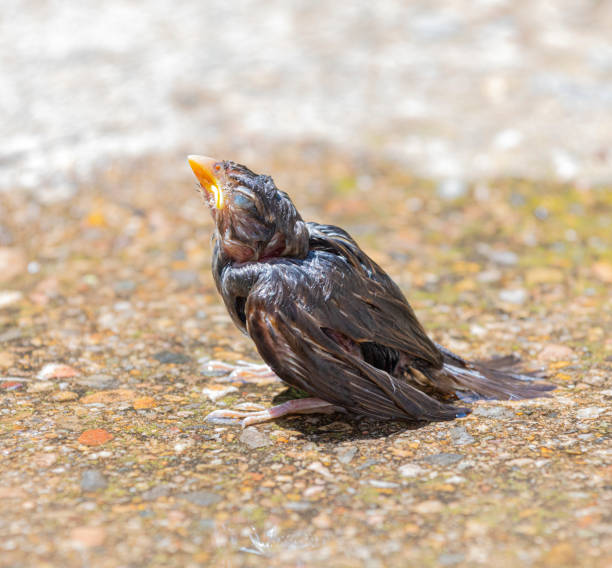 Common sparrow wet in the floor, summer time, a good time for a shower.