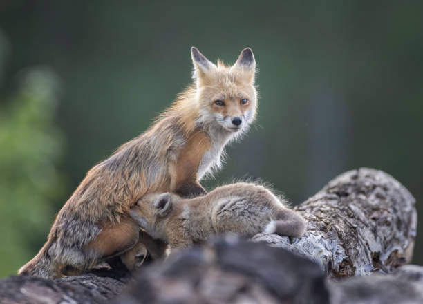 istock A red fox vixen nurses one of her fox pups 2163935079