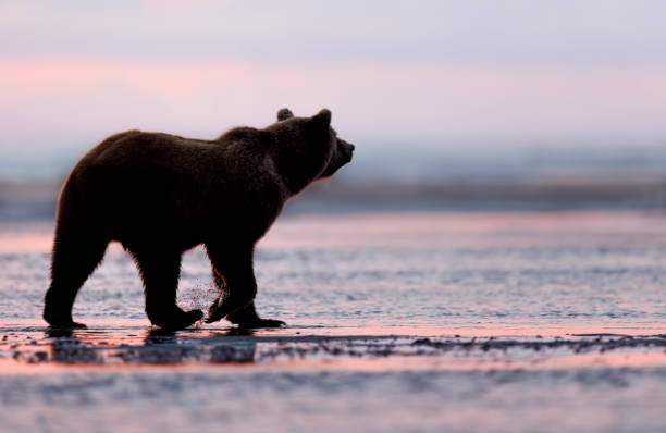 istock A coastal brown bear at sunrise along the shore 2163935121