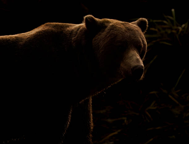 istock A grizzly bear with rim light 2163935133