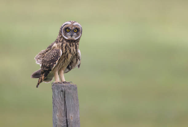 istock A short-eared owl perched on a fence post 2163935203