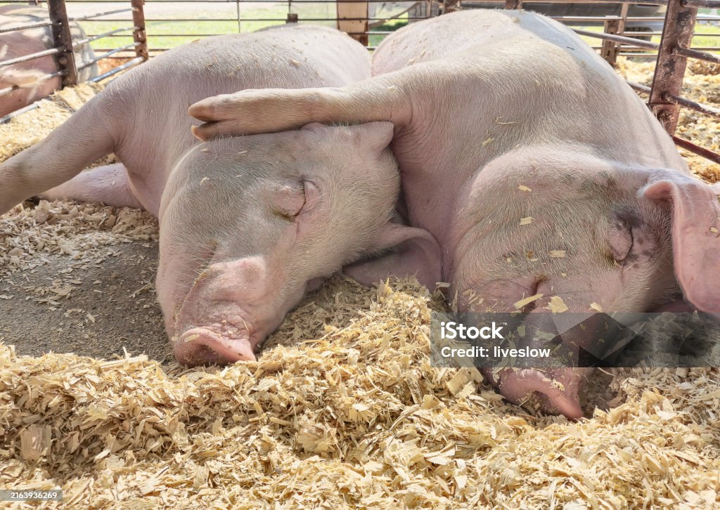 Cặp lợn ôm ấp trong bút lợn - Trả phí Bản quyền Một lần Lợn Bức ảnh sẵn có Cặp lợn ôm ấp trong bút lợn - Trả phí Bản quyền Một lần Lợn Bức ảnh sẵn có