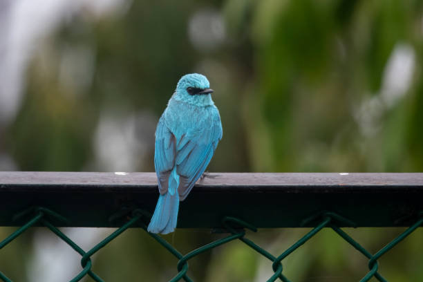 verditer flycatcher (Eumyias thalassinus), an Old World flycatcher, in Abbott Mount in Uttarakhand, India