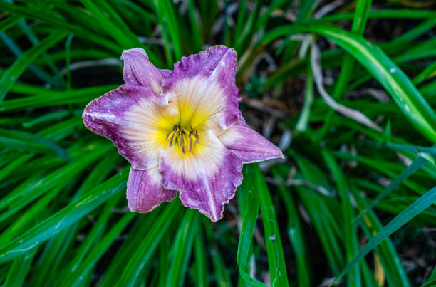 istock Garden Daylily Macro 3 2163941985