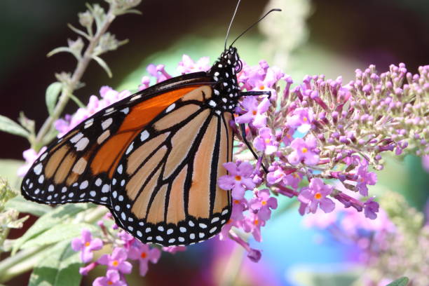 istock Monarch butterfly on butterfly bush 2163942109