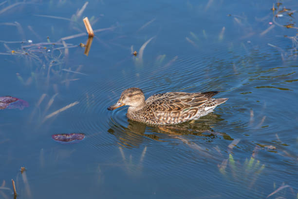 A serene image of a duck gliding gracefully across calm blue waters. The duck's detailed plumage is beautifully captured, showcasing its intricate patterns and colors. Submerged aquatic plants and floating leaves create a peaceful and natural setting, emphasizing the tranquility of the scene.