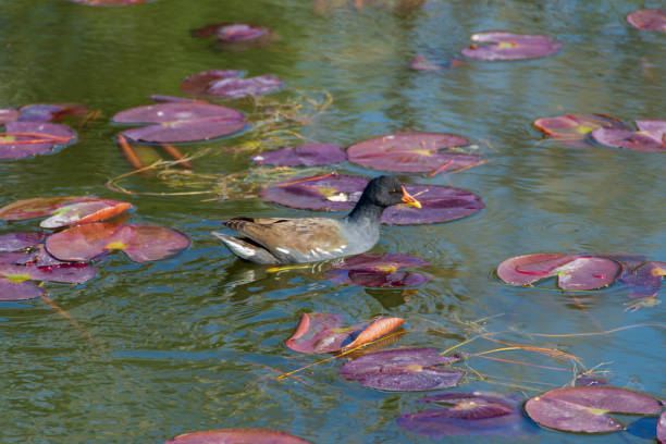 A captivating image of a moorhen swimming gracefully among vibrant purple lily pads. The contrasting colors of the moorhen's plumage and the lily pads create a striking visual effect, showcasing the harmony of nature. The water's reflection adds a tranquil and serene atmosphere to the scene.