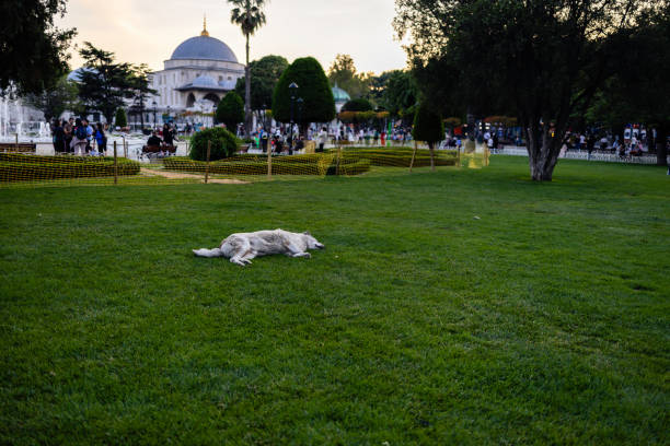Dog resting in the grass of Sultan Ahmet Park, before sunset, with the Blue Mosque in the background. UNESCO World Heritage Site