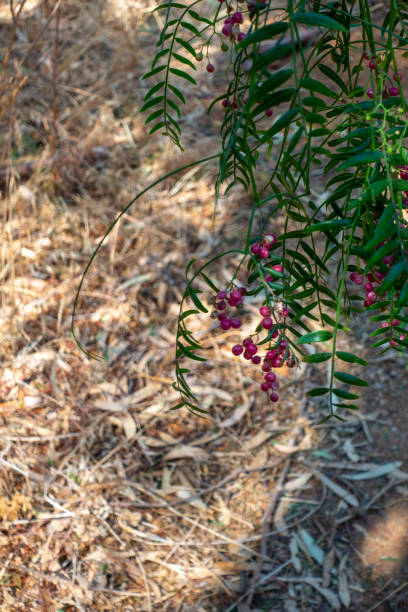 Pink peppercorn Schinus molle, peppercorn tree berry berries