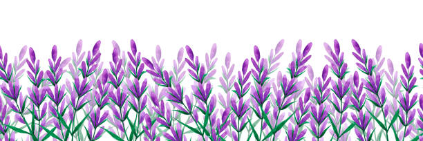 istock Hand drawn watercolor lavender wildflower seamless frame border isolated on white background. Can be used for textile, invitation, scrapbook and other printed products. 2163944426