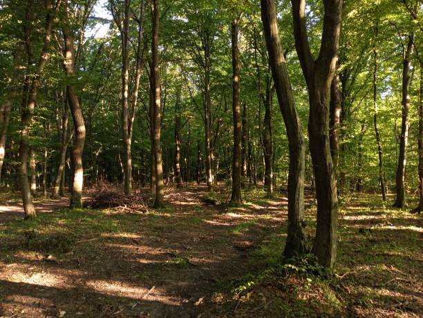 istock Beautiful landscape in summer forest with green leafy trees. 2163945780