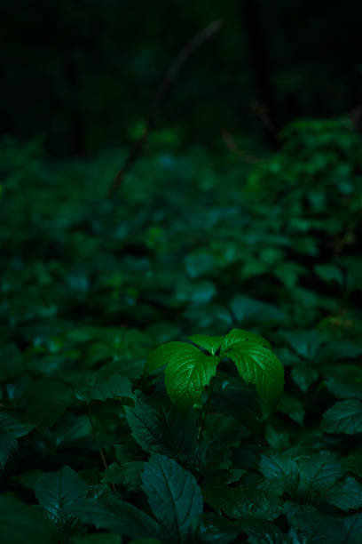 dark dramatic atmospheric foliage garden floral plants vertical picture low light environment