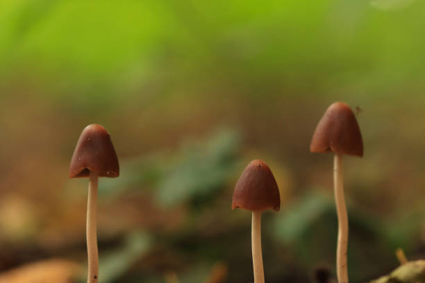 mushroom in the forest, mushrooms in the grass, green background, forest capture, autumn photo with mushrooms