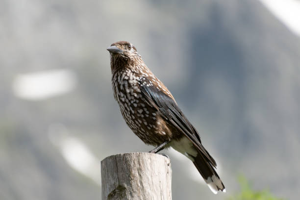 istock The spotted nutcracker, Eurasian nutcracker, simply nutcracker, Nucifraga caryocatactes. Birds in the Tatra Mountains 2163946798