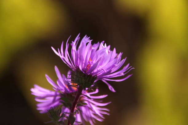 thistle flower, pink photo with yellow background, pink blossoms, close up flower, blurred yellow background, carduus