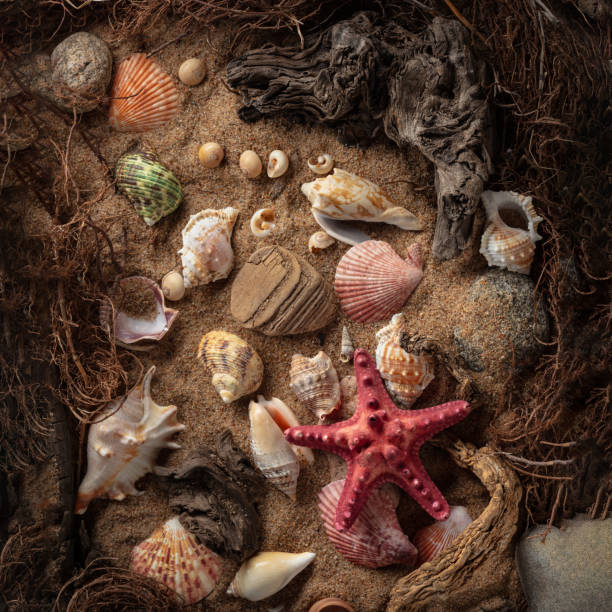 istock Beach themed background with snags, shells, stones, and sand. 2163947235