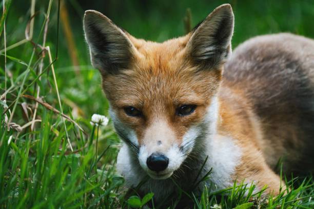istock Young fox laying in the grass 2163947457
