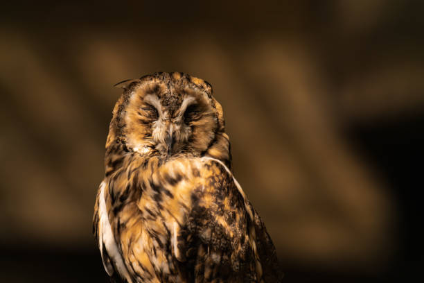 Long-eared owl sleeping in the sunlight