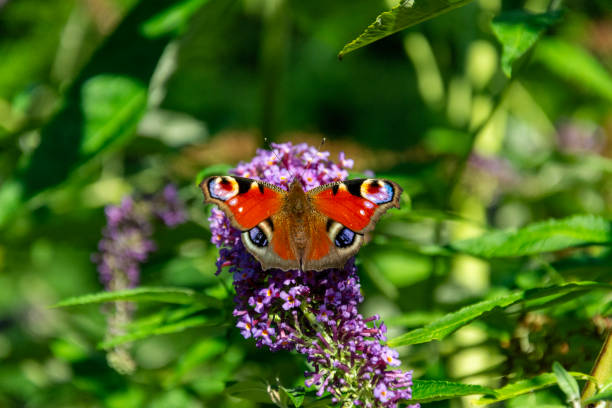 A close-up of a colorful peacock butterfly perched on a vivid pink flower, showcasing its intricate wing patterns and vibrant colors against a softly blurred, natural background.