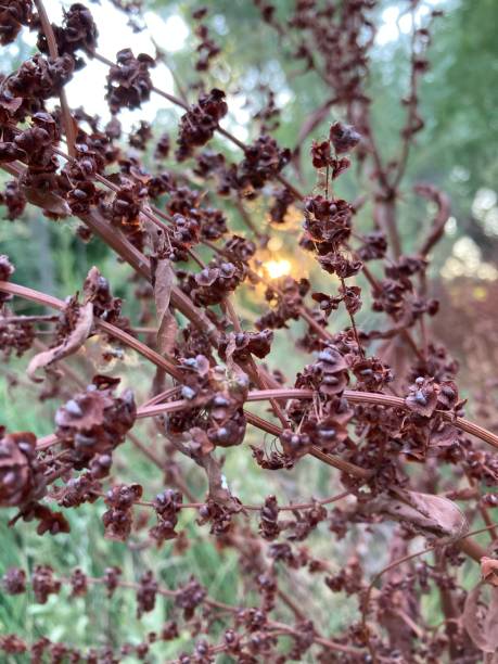 istock Dried herbs in the sunlight 2163950683