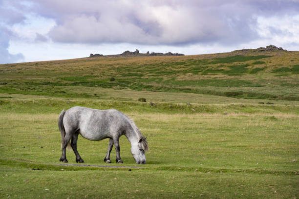 Grazing grey Dartmoor pony pictured against the rugged tors of the moor