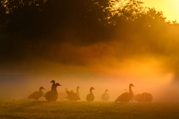 Geese in the morning sunrise mist in Stratford Upon Avon