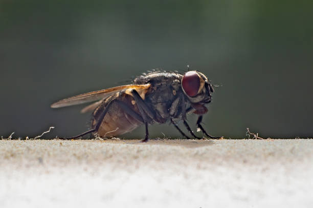 istock Extreme Macro of a North American Fly 2163958394