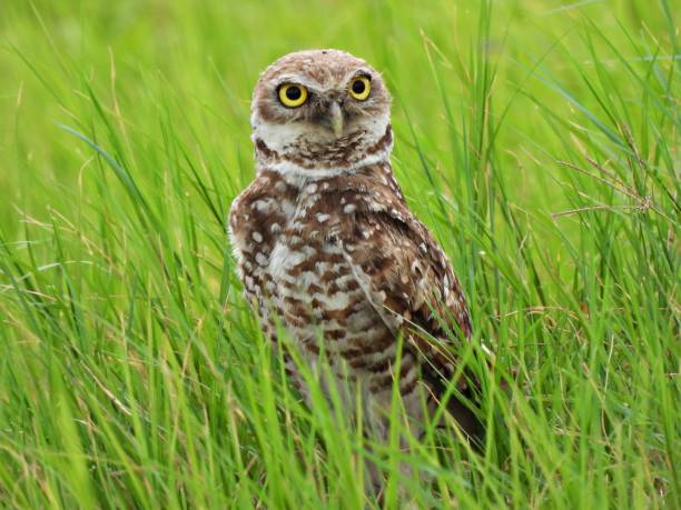 istock Burrowing Owl (Athene cunicularia) - juvenile resting in the high grass 2163960615