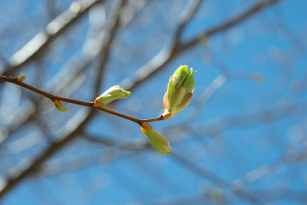 This image beautifully captures the first signs of spring with a close-up of a branch as its buds begin to open against a bright blue sky.