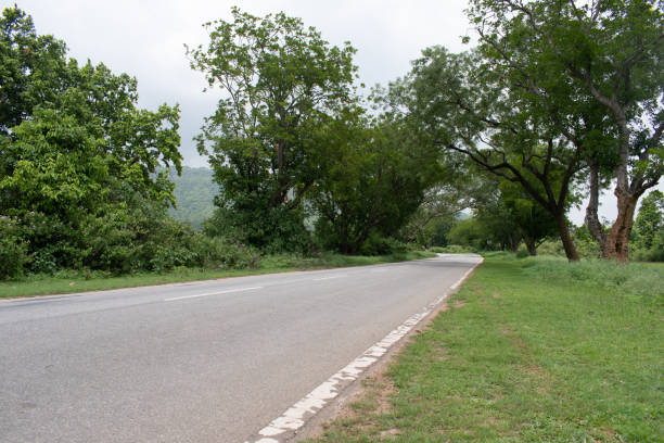 picturesque far stretched asphalt through the scenic surrounding forest on the plateau