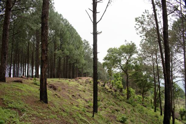 istock dense pine forest with pristine hill slope at the 