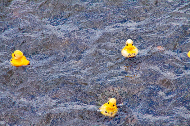 A rubber duck races alone in a river